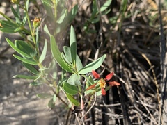 Galphimia angustifolia