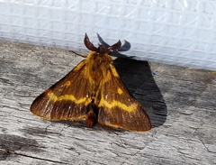 Lemonia dumi