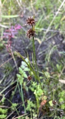Juncus ensifolius