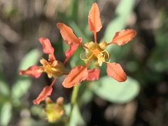 Galphimia angustifolia