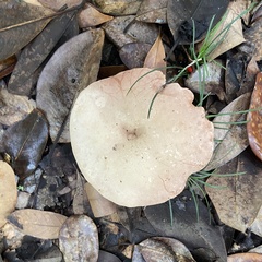 Leucopaxillus