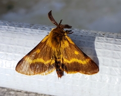 Lemonia dumi