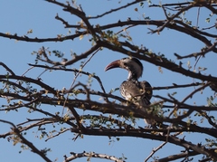 Tockus damarensis