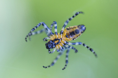 Alpaida grayi