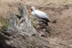 Mycteria ibis