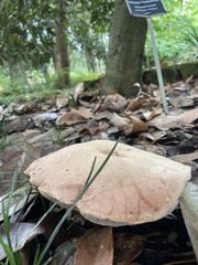 Leucopaxillus