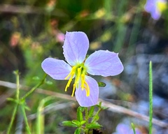 Rhexia mariana mariana