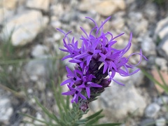 Liatris punctata