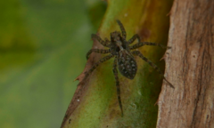 Lycosidae
