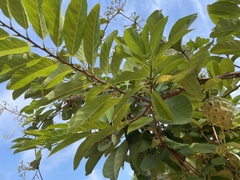 Annona squamosa