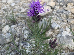 Liatris punctata