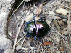 Trypocopris pyrenaeus
