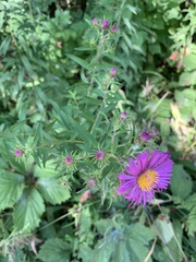Symphyotrichum novae-angliae