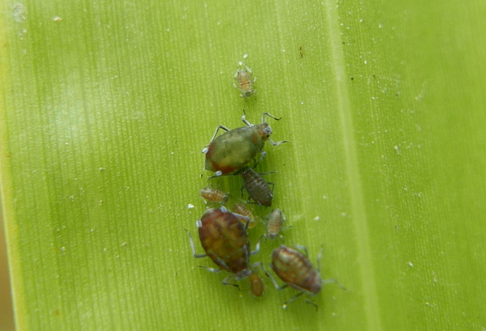 Rhopalosiphum rufulum