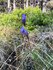 Gentiana sceptrum