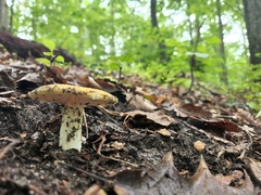 Russula claroflava