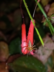 Oxyopes