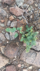 Asparagus burchellii