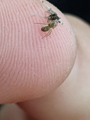 Pelegrina flavipes