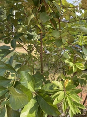 Annona squamosa
