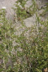 Polygonum patulum