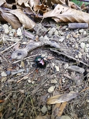 Trypocopris pyrenaeus