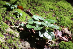 Cyclamen purpurascens