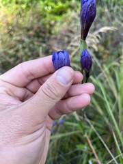 Gentiana sceptrum