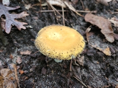 Russula claroflava