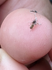 Pelegrina flavipes