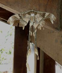 Copiopteryx