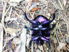 Trypocopris pyrenaeus