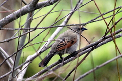 Agelaioides badius