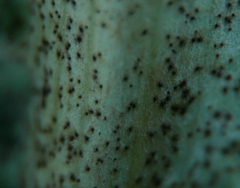 Golovinomyces montagnei