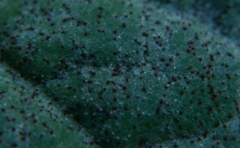 Golovinomyces montagnei