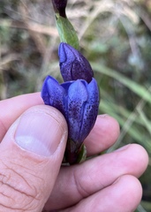 Gentiana sceptrum