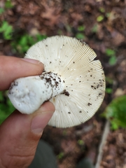Russula claroflava