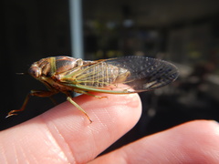 Diceroprocta olympusa