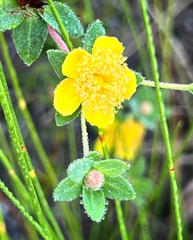 Hypericum myrtifolium