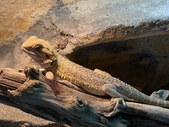 Pogona