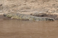 Crocodylus niloticus