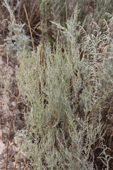 Artemisia taurica