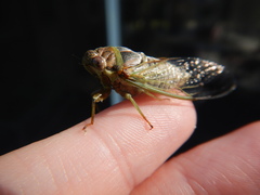 Diceroprocta olympusa