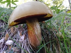 Suillellus luridus