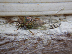 Diceroprocta olympusa