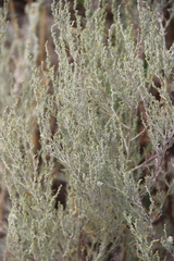Artemisia taurica