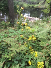Solidago squarrosa