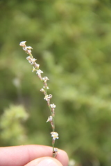 Polygonum patulum