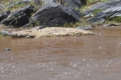 Crocodylus niloticus