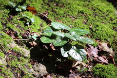 Cyclamen purpurascens
